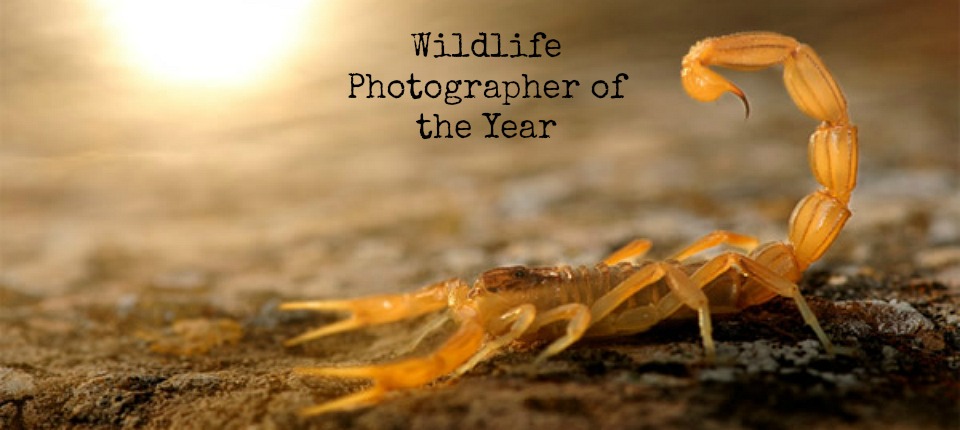 Wildlife Photographer of the Year 2015: naturaleza a lo bestia en el COAM